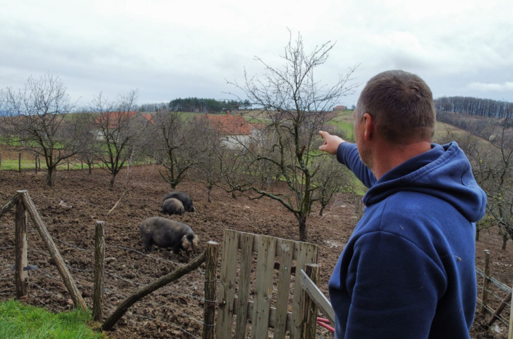 Važno upozorenje ministarstva poljoprivrede: Afrička kuga svinja potvrđena, tri jagodinska sela pod blokadom