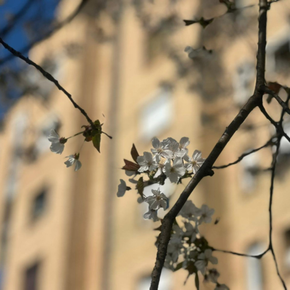 Drvo koje je prerasle vreme: Mirko iz Čačka zasadio više od trešnje – zasadio je simbol grada FOTO