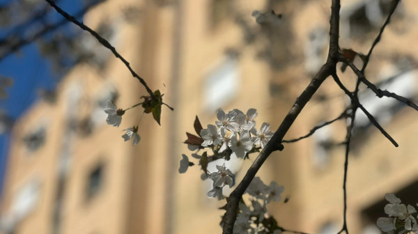 Drvo koje je preraslo vreme: Mirko iz Čačka zasadio više od trešnje – zasadio je simbol grada FOTO