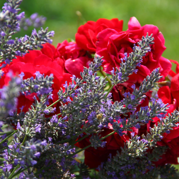 Cveće koje morate orezati u aprilu da bi cvetalo raskošnije nego ikad