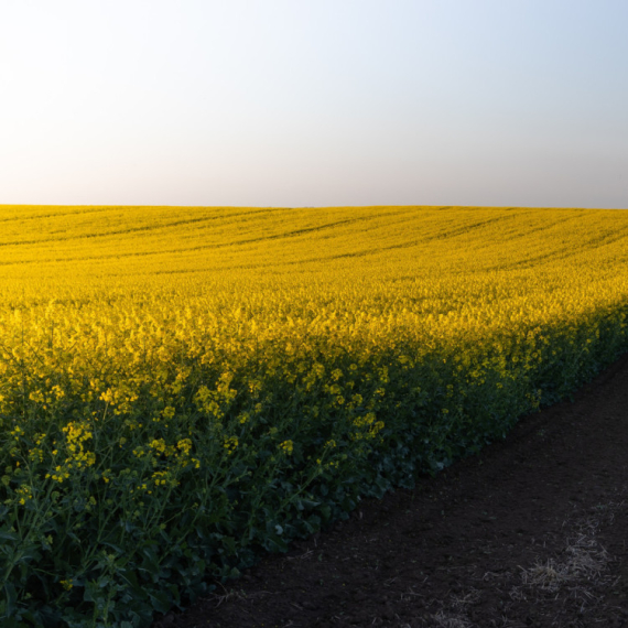 Na poljima provetala uljana repica: Subotički ratari oprezni oko pronosa