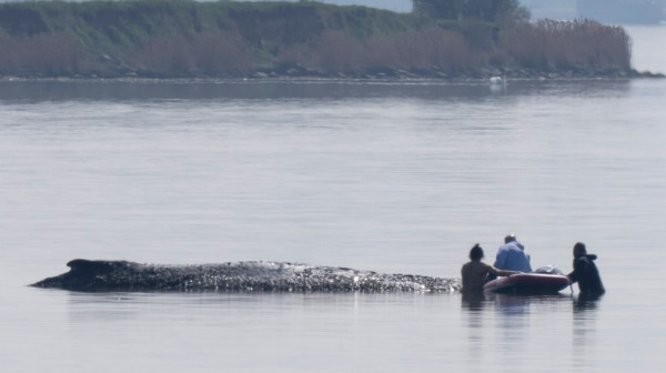 Poslednji pokušaj spasavanja kita: Multimilioneri se uključili u akciju koju prati ceo svet FOTO