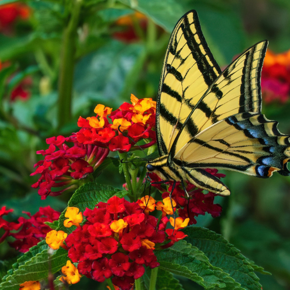 Komarci je ne podnose, a dvorište je najlepše zbog nje: Biljka koja podnosi i najveće vrućine