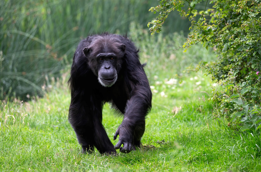Kako to rade naši najbliži rođaci: Razdor i rat kod šimpanzi