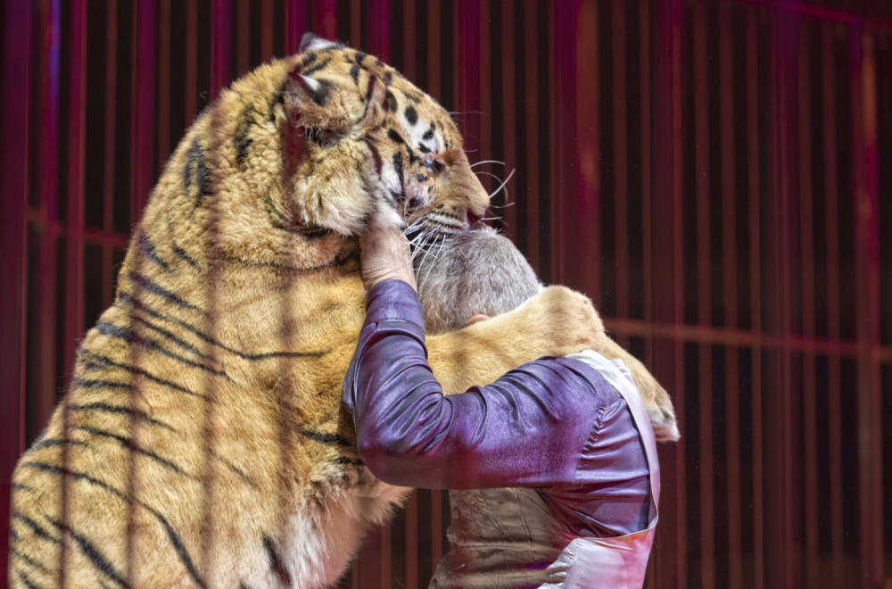 Jezivi prizori u ruskom cirkusu: Tigar iskočio iz arene u publiku VIDEO