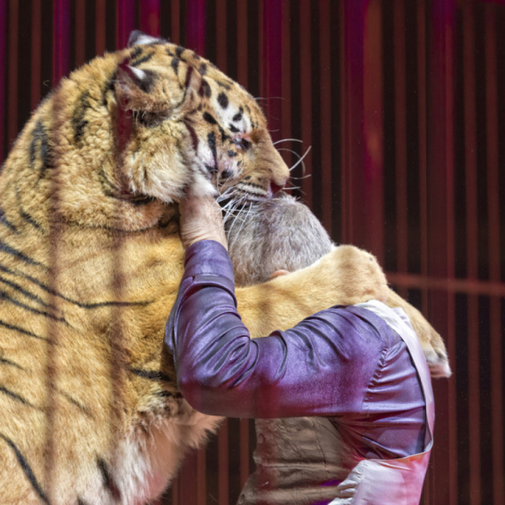 Jeziv prizor u ruskom cirkusu: Tigar iskočio iz arene u publiku VIDEO