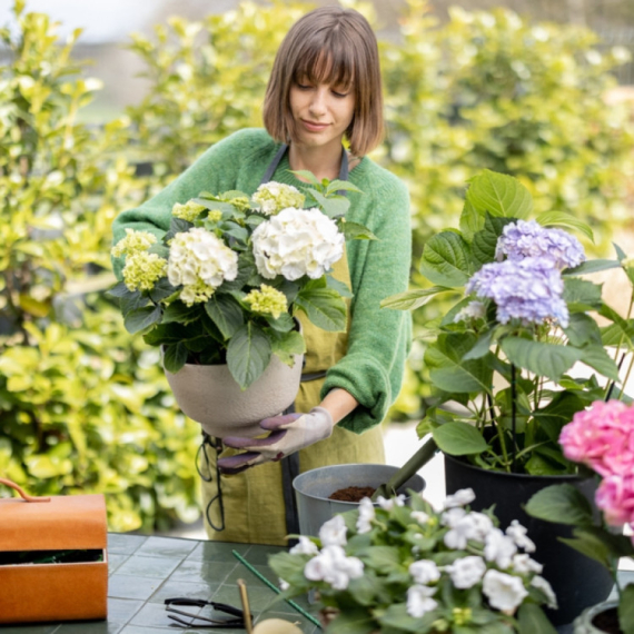 Hortenzije neće procvetati ako ne obratite pažnju na jednu stvar u aprilu