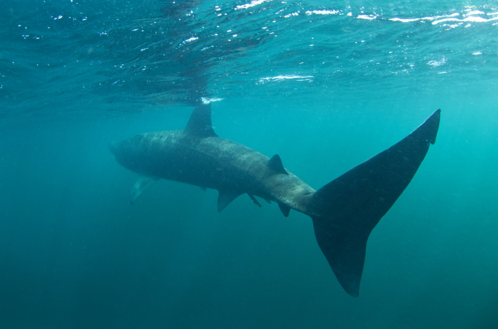Ogromna ajkula ponovo viđena u Hrvatskoj: Najveća riba Jadrana