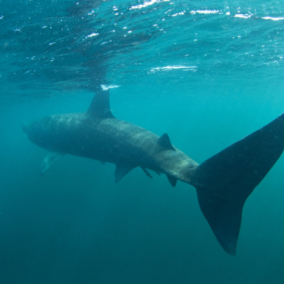 Ogromna ajkula ponovo viđena u Hrvatskoj: Najveća riba Jadrana
