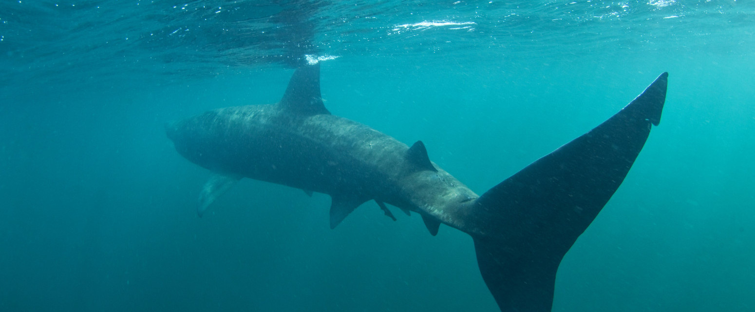 Ogromna ajkula ponovo viđena u Hrvatskoj: Najveća riba Jadrana