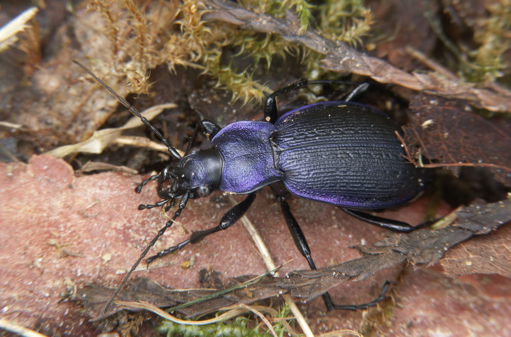 Potvrđeno da Srbijom trčkara nova vrsta insekta: Veliki ljubičasti trčuljak uočen kraj Nišave