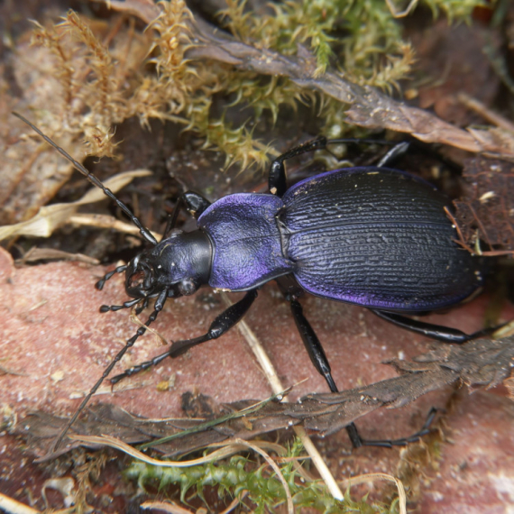 Potvrđeno da Srbijom trčkara nova vrsta insekta: Veliki ljubičasti trčuljak uočen kraj Nišave