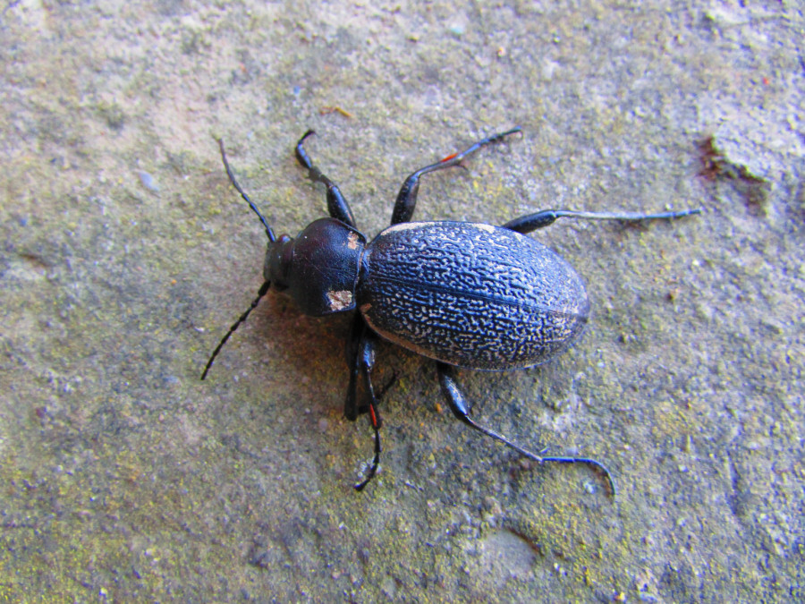 Potvrđeno da Srbijom trčkara nova vrsta insekta: Veliki ljubičasti trčuljak uočen kraj Nišave