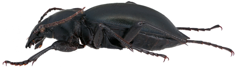 Potvrđeno da Srbijom trčkara nova vrsta insekta: Veliki ljubičasti trčuljak uočen kraj Nišave