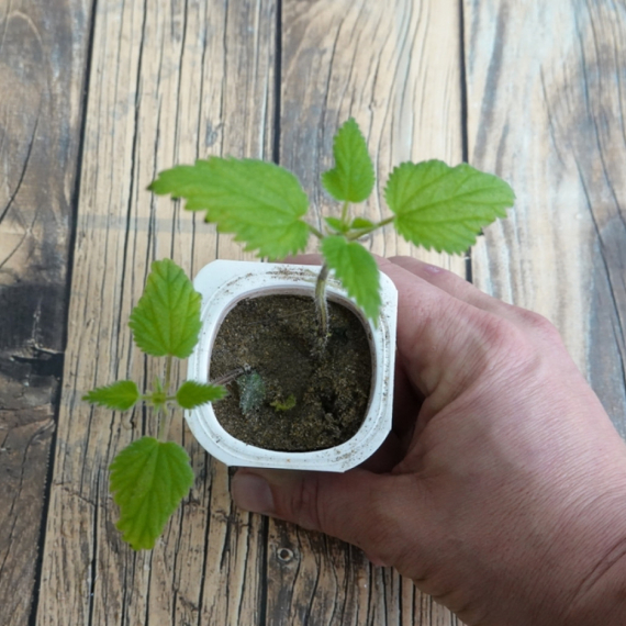 Privlači novac i donosi sreću: Ovu biljku obavezno unesite u kuću pre Đurđevdana