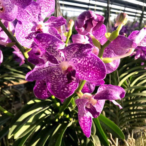 Volite orhideje? Ova je posebna, luksuzna, raste i do jednog metra FOTO/VIDEO