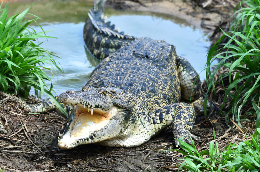 Panika među gostima: Krokodil ušetao u hotel i stao uz švedski sto VIDEO