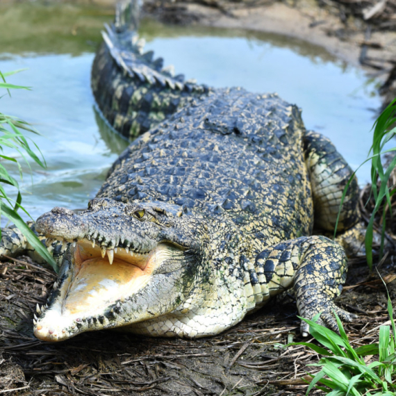 Panika među gostima: Krokodil ušetao u hotel i izazvao haos VIDEO