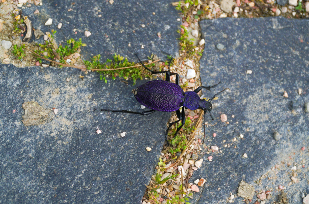 Koliko je opasna nova vrsta insekta otkrivena u Srbiji?