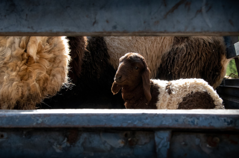 Otvoreno još jedno tržište: Srbija izvezla 8.000 jagnjadi