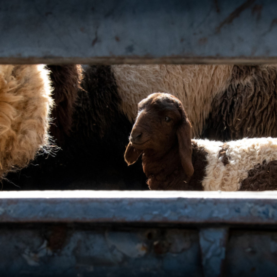 Otvoreno još jedno tržište: Srbija izvezla 8.000 jagnjadi