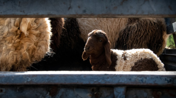 Otvoreno još jedno tržište: Srbija izvezla 8.000 jagnjadi