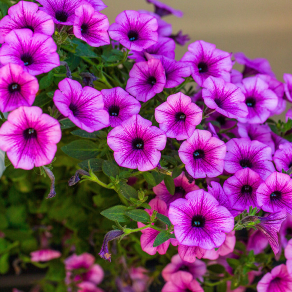 Petunije uz ovaj baštovanski trik rastu nikad brže i bujnije FOTO