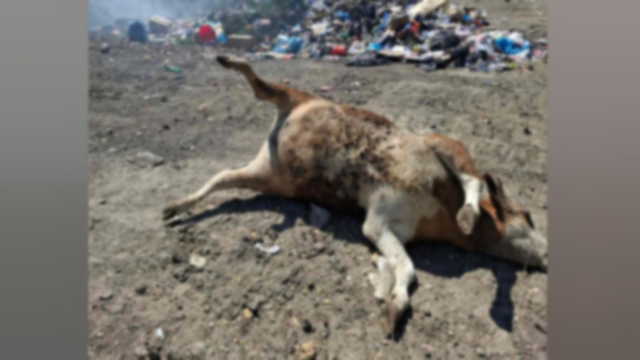 Mrtve krave i druge životinje:  Užasne slike sa deponije Goveđak, meštanin se odlučio na radikalan potez FOTO