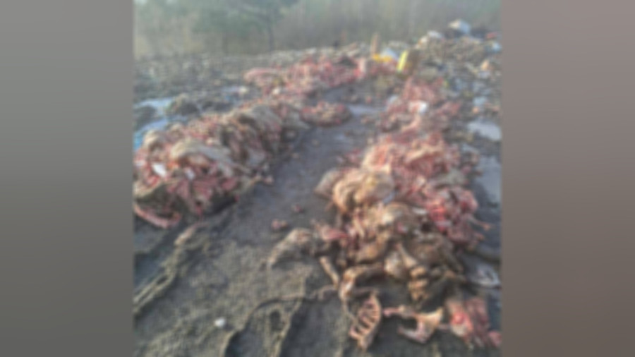 Mrtve krave i druge životinje:  Užasne slike sa deponije Goveđak, meštanin se odlučio na radikalan potez FOTO