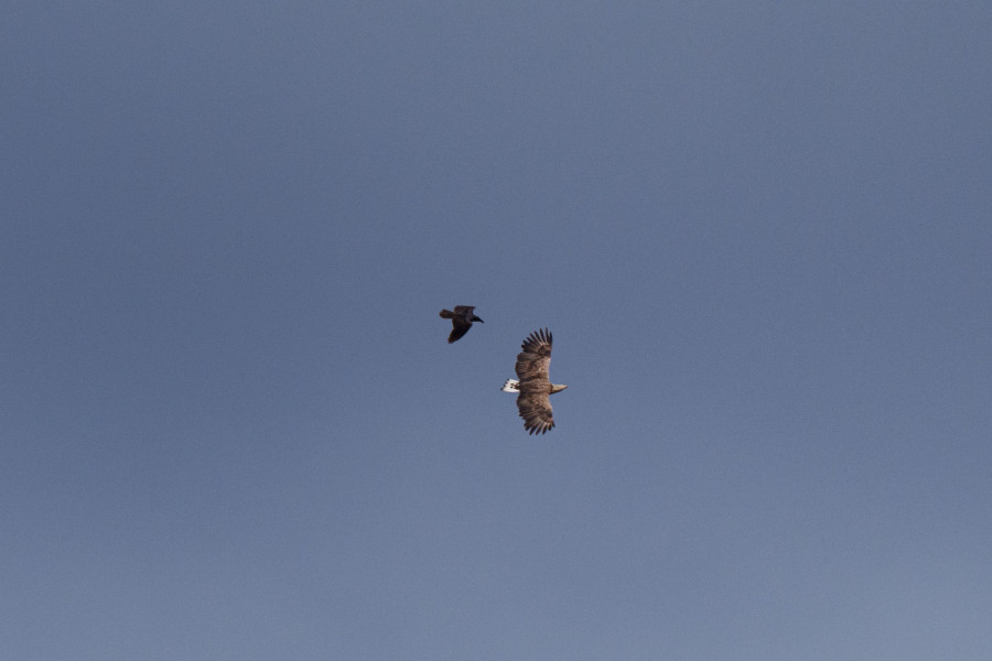 Tragedija Černobilja posle četiri decenije: Dok je sve umiralo, jedna svetinja odolela radijaciji FOTO