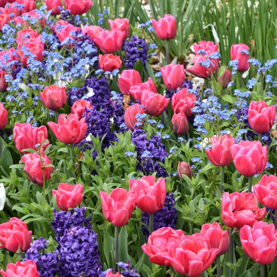 Jeftin, a pravo čudo za cveće: Moćni rastvor od kog biljke "polude" od cvetanja