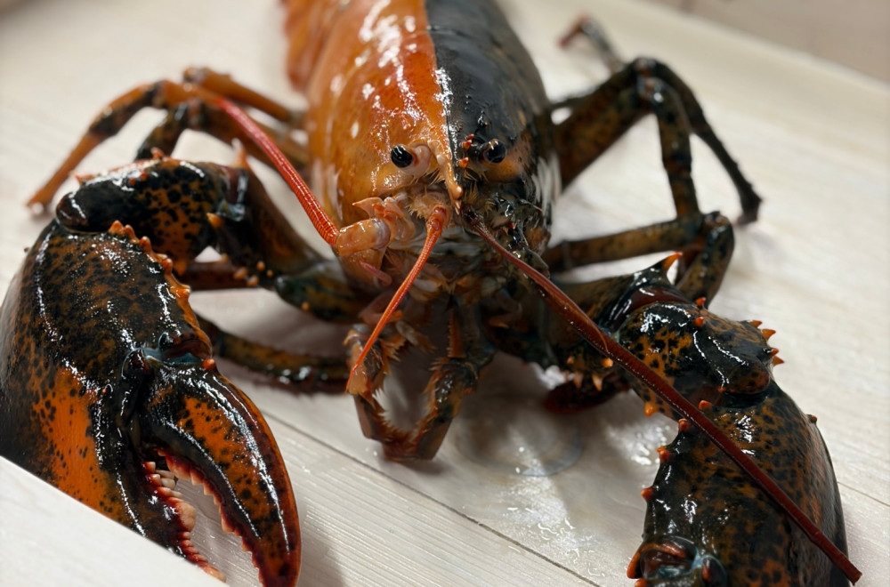 Dvobojni jastog zaprepastio sve: Ulov koji je završio u rukama naučnika FOTO