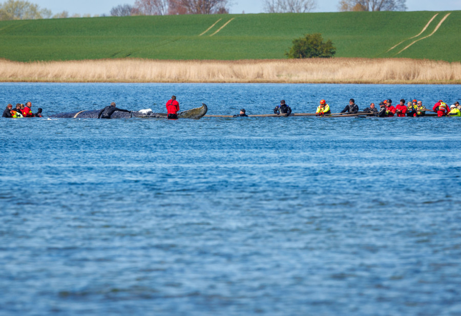 Grbavi kit se zaglavio u plićaku: Počela akcija spasavanja Timija FOTO/VIDEO