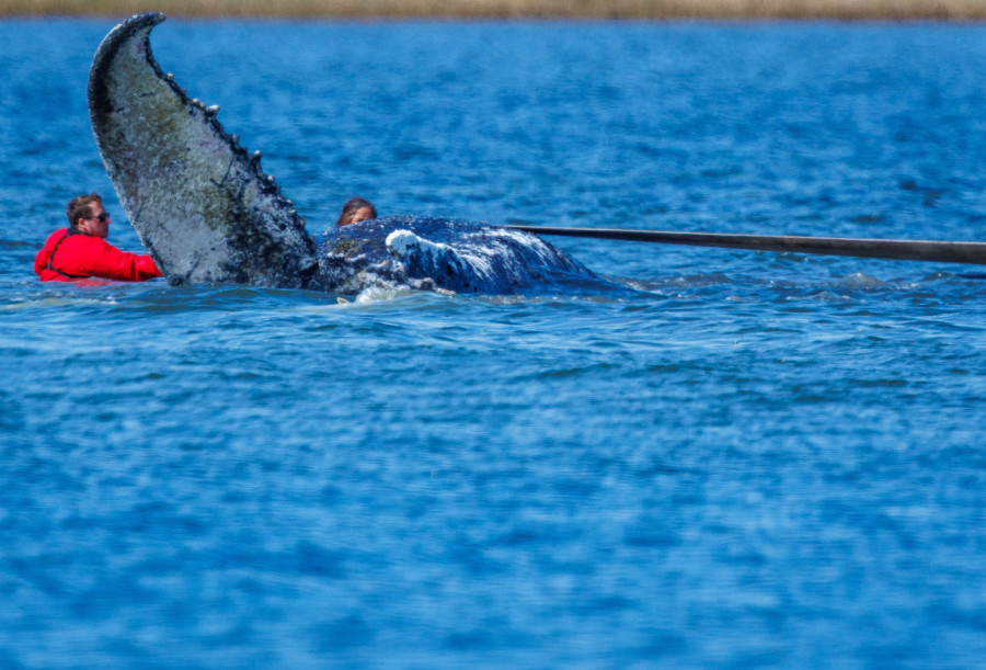 Grbavi kit se zaglavio u plićaku: Počela akcija spasavanja Timija FOTO/VIDEO