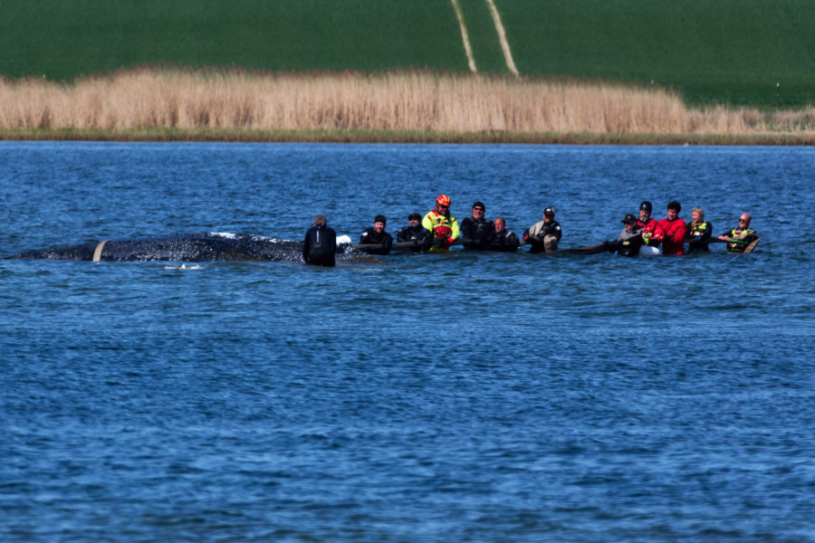 Grbavi kit se zaglavio u plićaku: Počela akcija spasavanja Timija FOTO/VIDEO