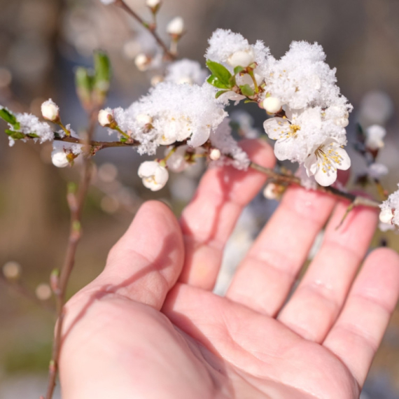 Voćari u Šidu na oprezu: Stručnjaci upozoravaju da pad temperature može da utiče na rod