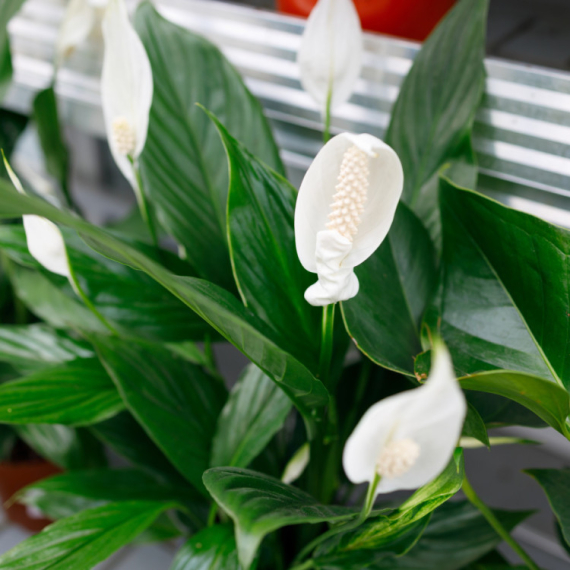 Nije samo za ukras: Privlači uspeh i sreću u kući kao magnet, ali samo ako ovo radite