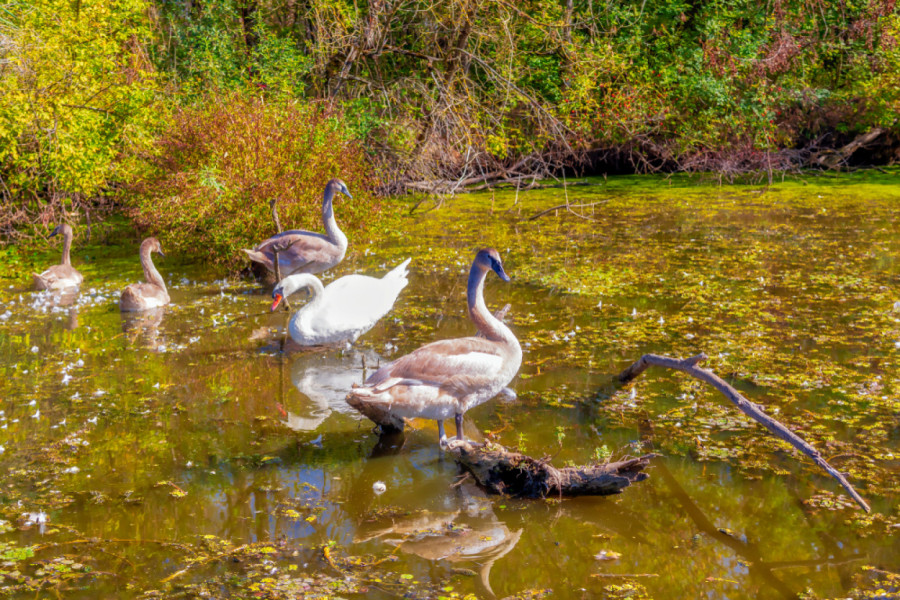 Aktivan Prvi maj u Zrenjaninu: Praznik je prilika za beg na Carsku baru ili sport u gradu