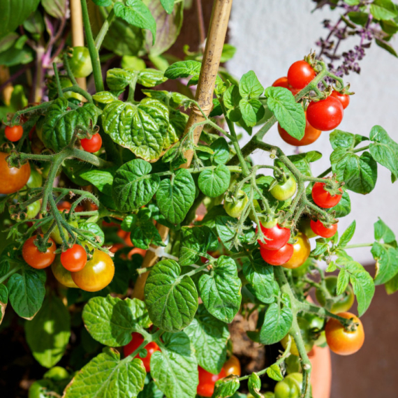 Posadite pored paradajza ovaj cvet i rađaće kao lud, a plodovi će biti sočni i zdravi