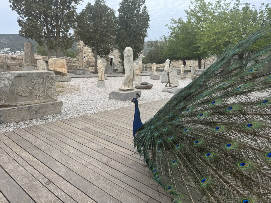 Bodrum: Putovanje kroz tišinu, more i bogato nasleđe