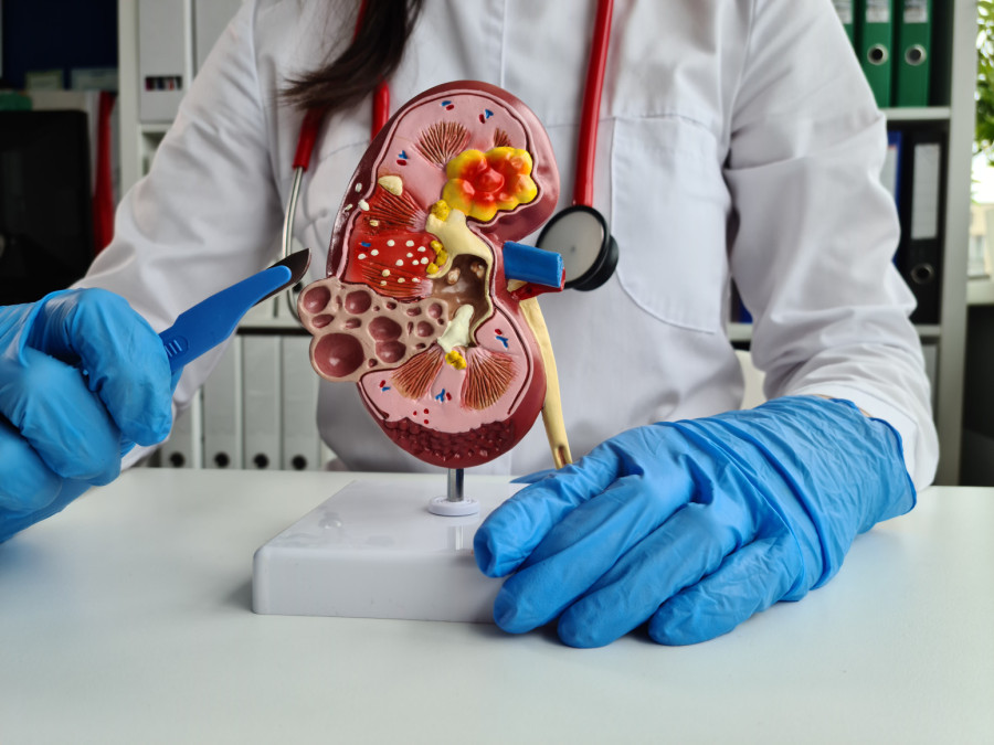 Revolucija u medicini: Čoveku prvi put presađeni jetra i bubrezi svinje
