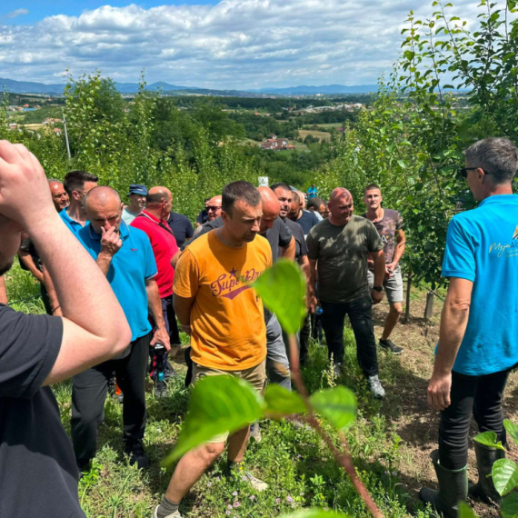 Voćari, ovo ne preskačite: Letnja rezidba čuva zasad i donosi bolji plod FOTO