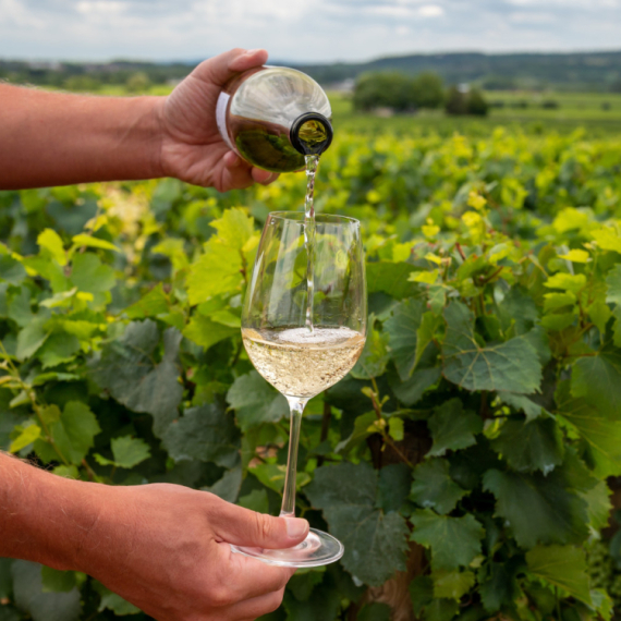 Suša i vrućine desetkovale vino u Francuskoj: Stižu najgore prognoze ovog veka