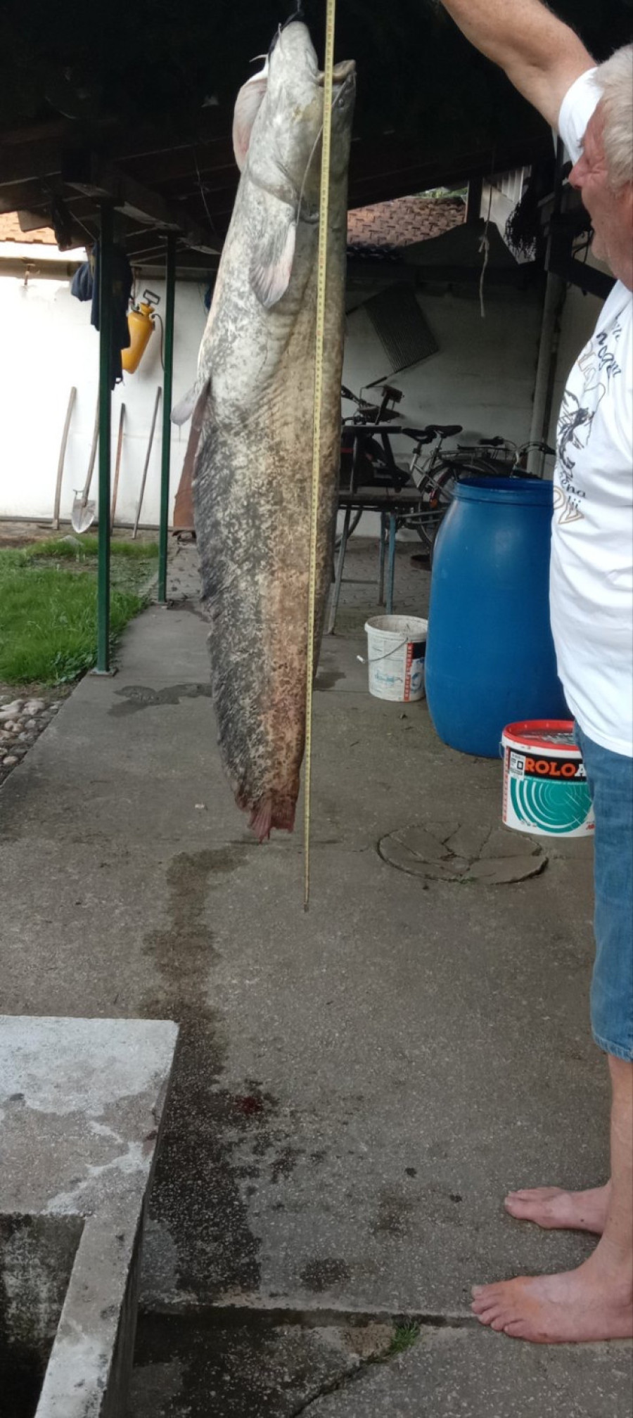 Čačak ne pamti veću ribu: Grdosija u Zapadnoj Moravi, Dragan upecao soma kapitalca od 17,5 kilograma