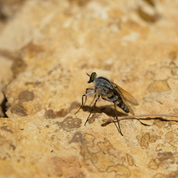 Opasni insekti u Srbiji: Bubice aktivne noću, prenose ozbiljne bolesti FOTO