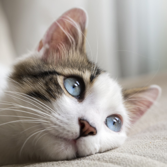Ukoliko vaša mačka ovo radi, obavezno je odvedite kod veterinara