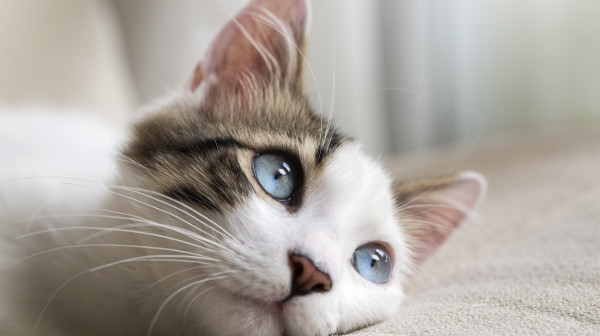 Ukoliko vaša mačka ovo radi, obavezno je odvedite kod veterinara