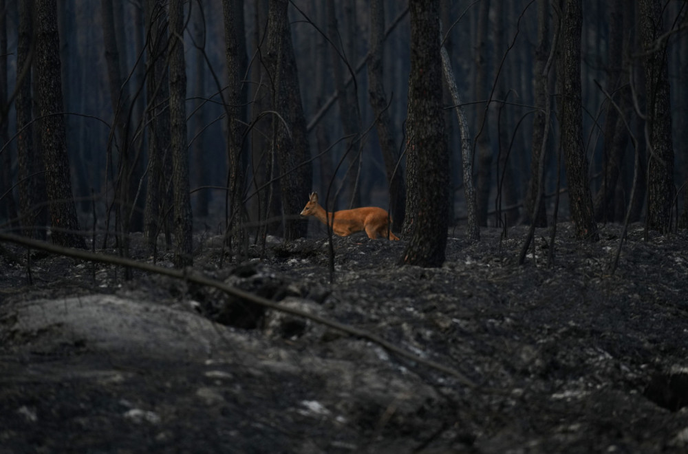 Scenes of catastrophe; Europe scorched by devastating wildfires PHOTO/VIDEO