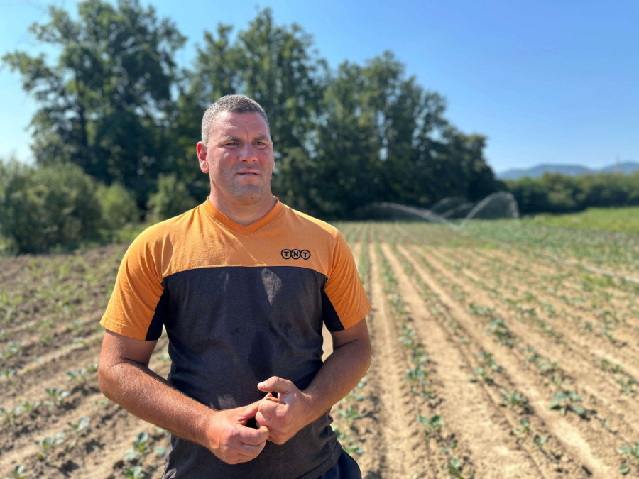 Na više od 35 stepeni kupus traži vodu bez prestanka: U čačanskom kraju navodnjavanje u punom jeku
