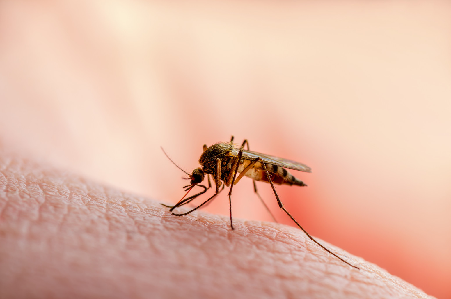Opasan virus se širi Srbijom: Šest osoba zaraženo, evo ko je najugroženiji